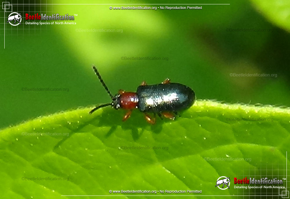 Full-sized image #1 of the Cereal Leaf Beetle