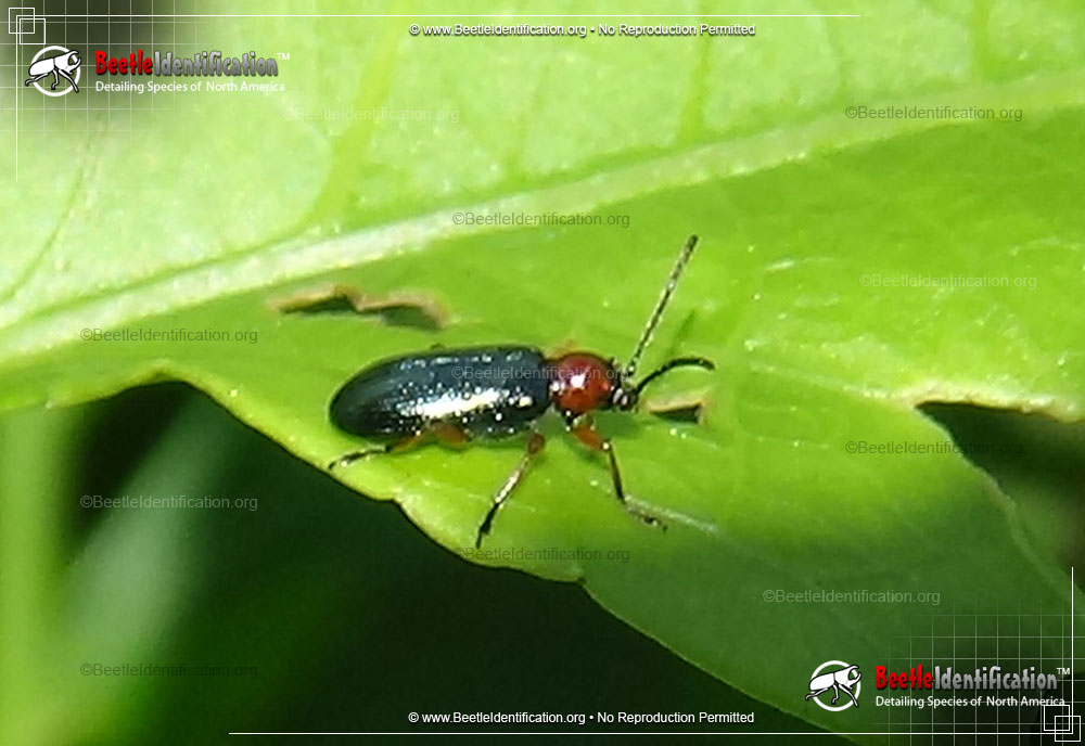 Full-sized image #2 of the Cereal Leaf Beetle