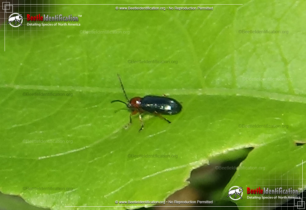 Full-sized image #3 of the Cereal Leaf Beetle