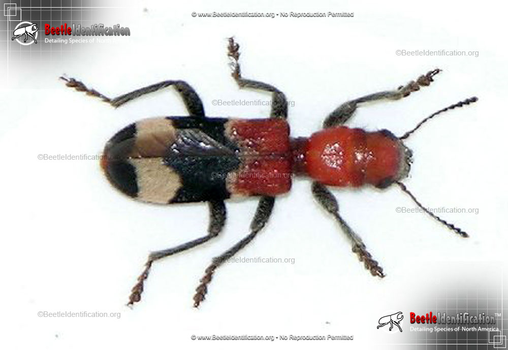 Full-sized image #1 of the Checkered Beetle