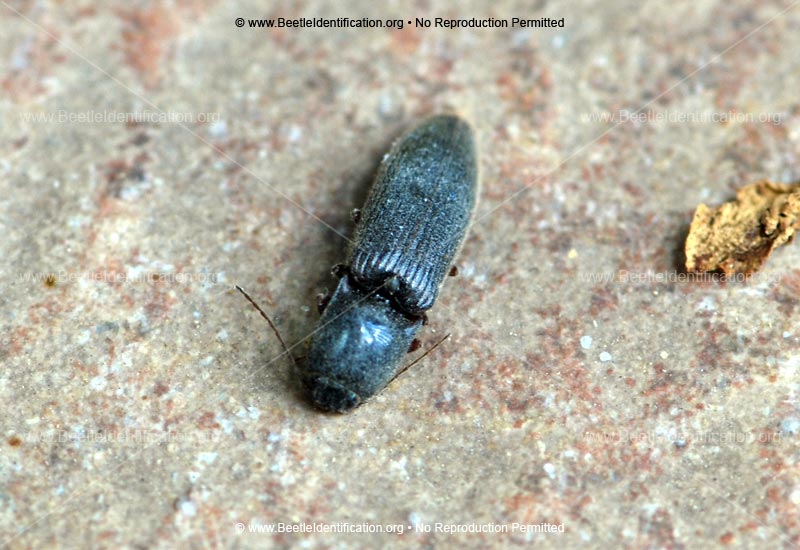 Full-sized image #5 of the Click Beetle