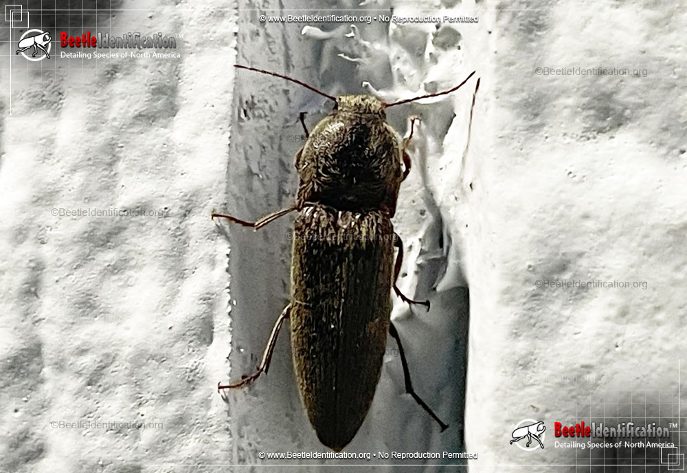 Full-sized image #1 of the Click Beetle