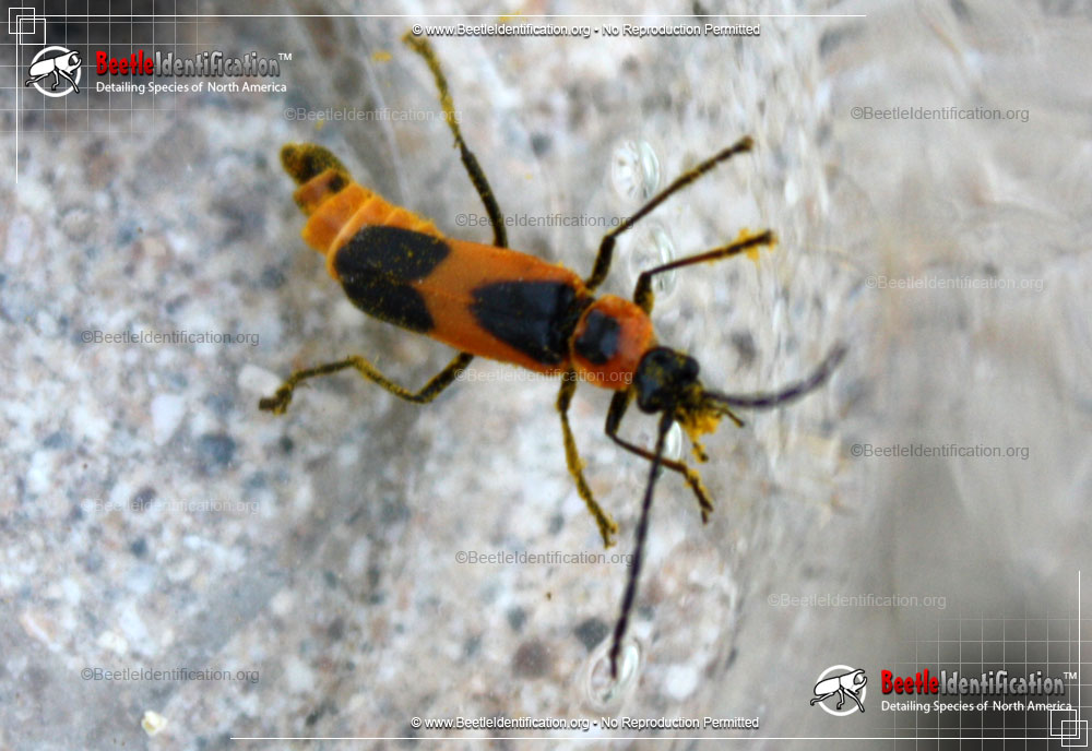 Full-sized image #2 of the Colorado Soldier Beetle