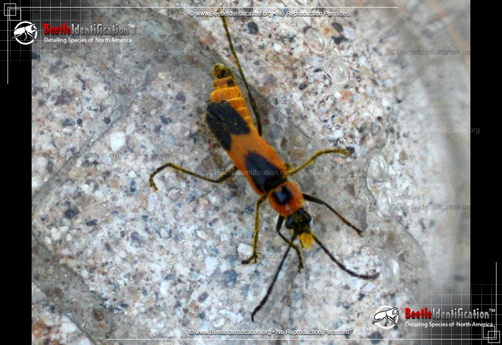Full-sized image #1 of the Colorado Soldier Beetle