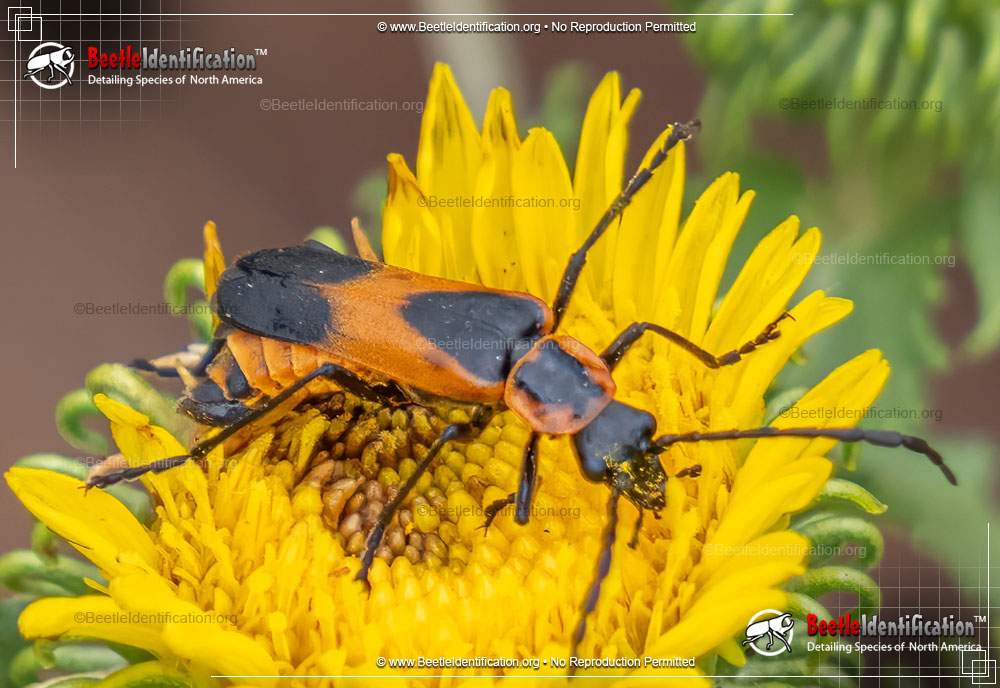 Full-sized image #1 of the Colorado Soldier Beetle