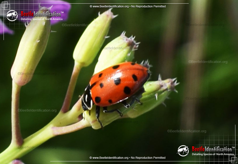 Full-sized image #1 of the Convergent Lady Beetle