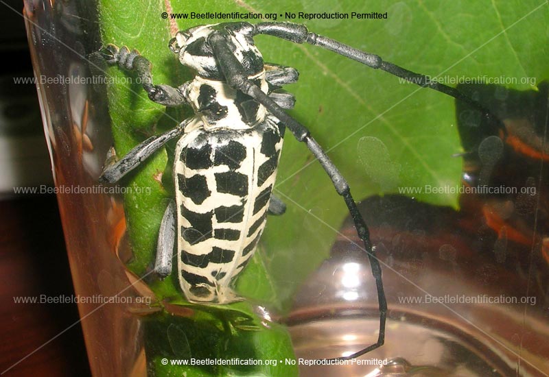 Full-sized image #2 of the Cottonwood Borer Beetle