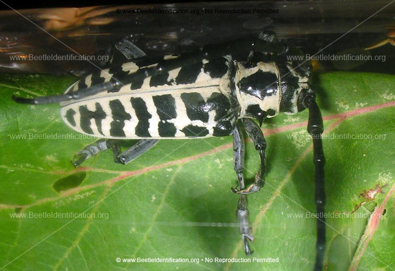 Full-sized image #3 of the Cottonwood Borer Beetle