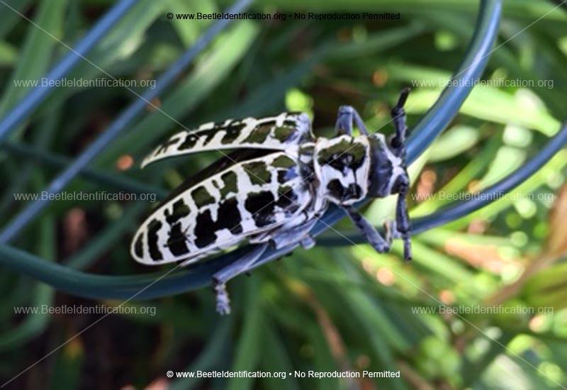 Full-sized image #4 of the Cottonwood Borer Beetle