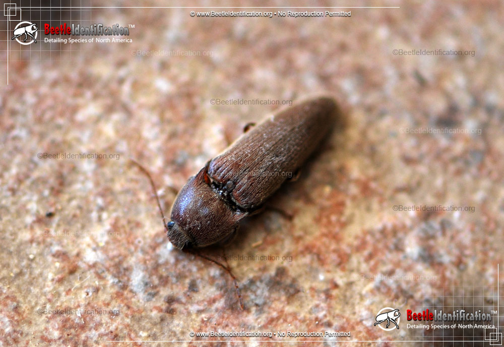 Full-sized image #1 of the Dark Brown Click Beetle
