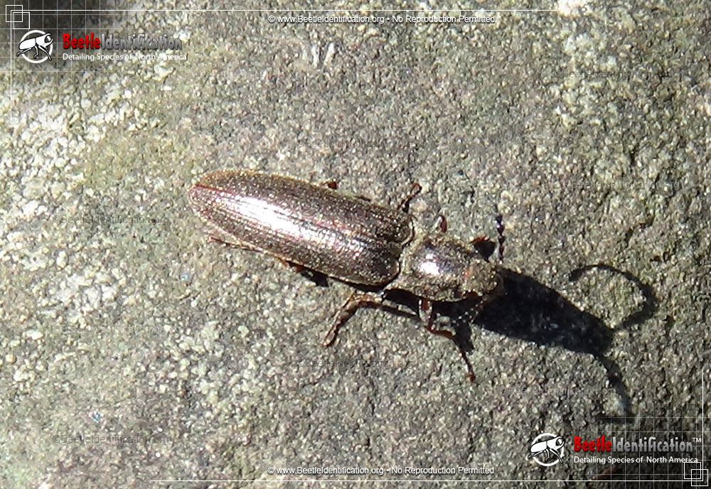 Full-sized image #2 of the Dark Brown Click Beetle