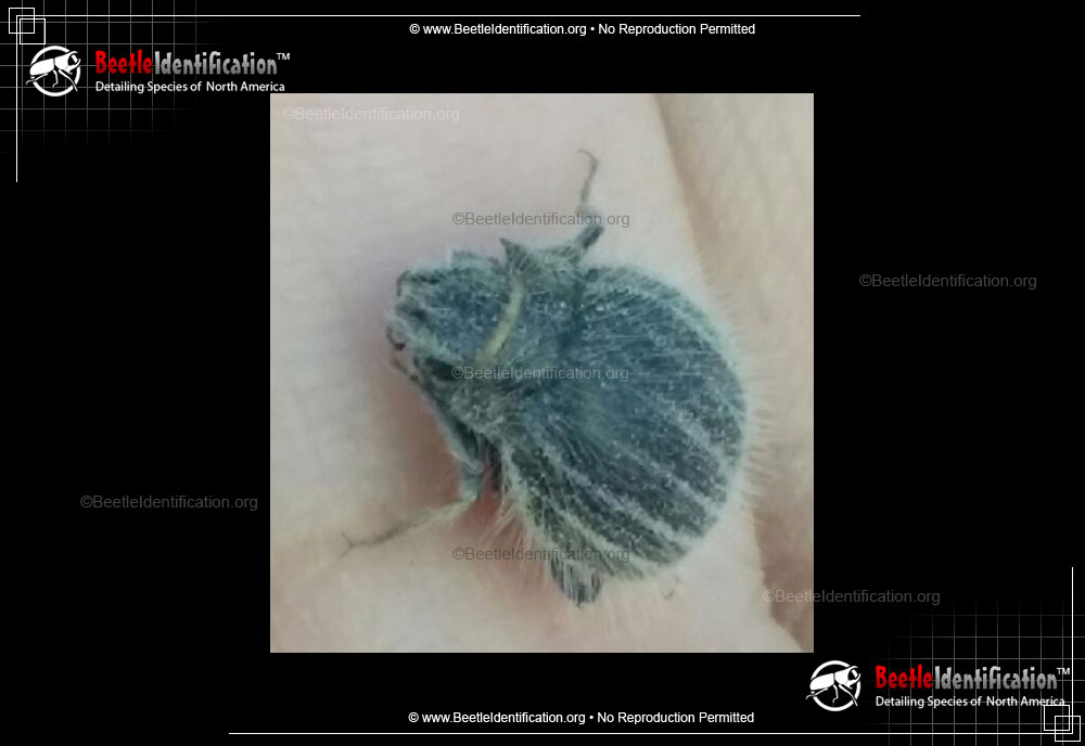 Full-sized image #1 of the Darkling Beetle - <em>E. ventricosus</em>