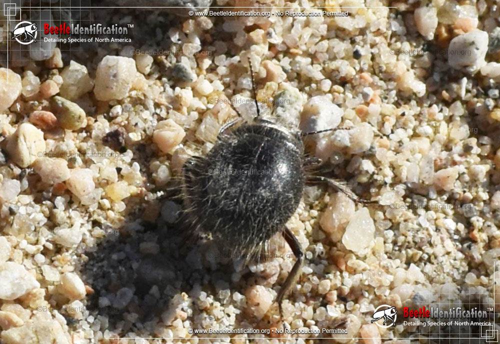 Full-sized image #2 of the Darkling Beetle - <em>E. ventricosus</em>