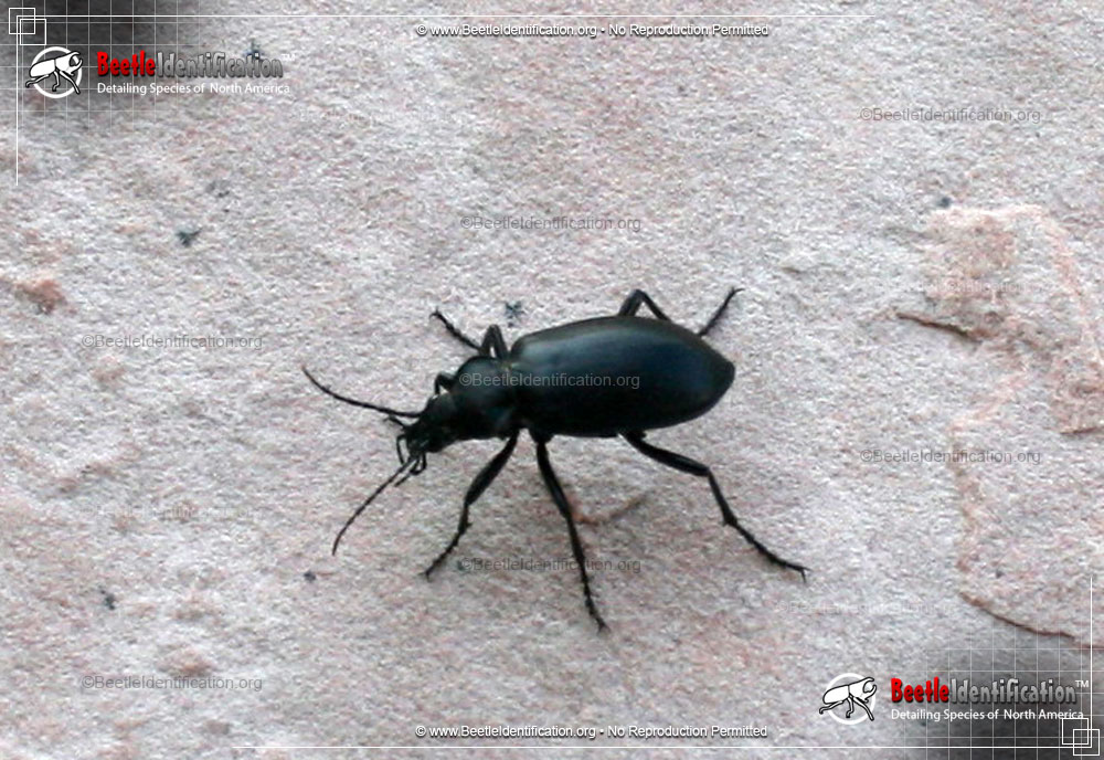 Full-sized image #1 of the Darkling Beetle