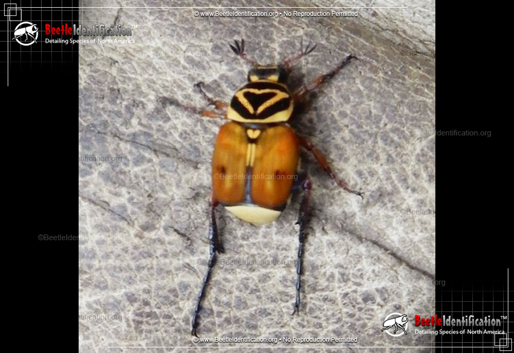 Full-sized image #1 of the Delta Flower Scarab Beetle