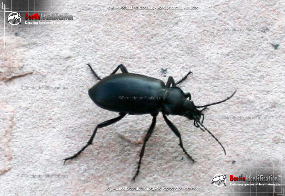 Full-sized image #1 of the Desert Stink Beetle