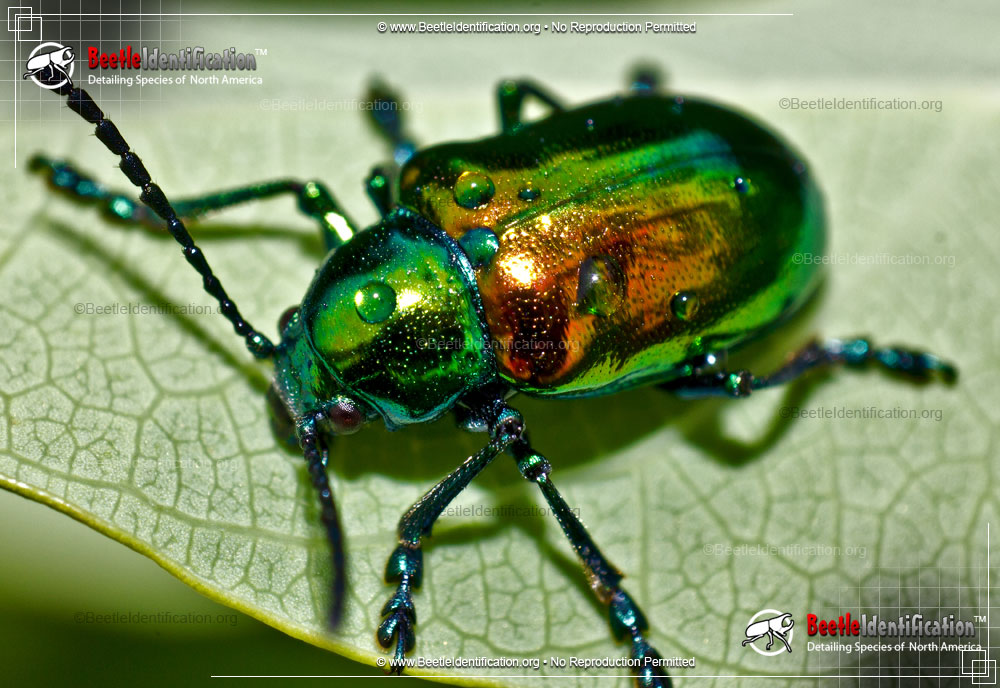 Full-sized image #1 of the Dogbane Leaf Beetle