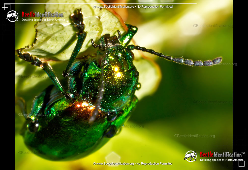 Full-sized image #2 of the Dogbane Leaf Beetle
