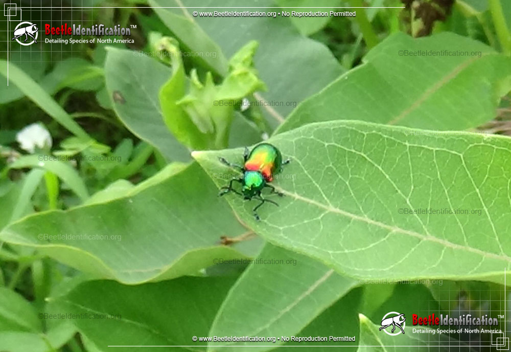 Full-sized image #4 of the Dogbane Leaf Beetle