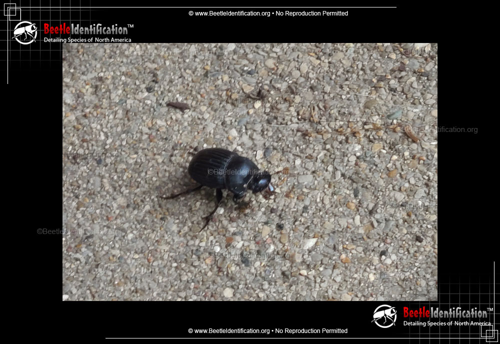 Full-sized image #2 of the Dung Beetle: <em>Dichotomius</em>