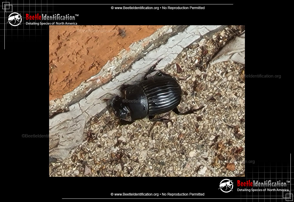 Full-sized image #1 of the Dung Beetle: <em>Dichotomius</em>