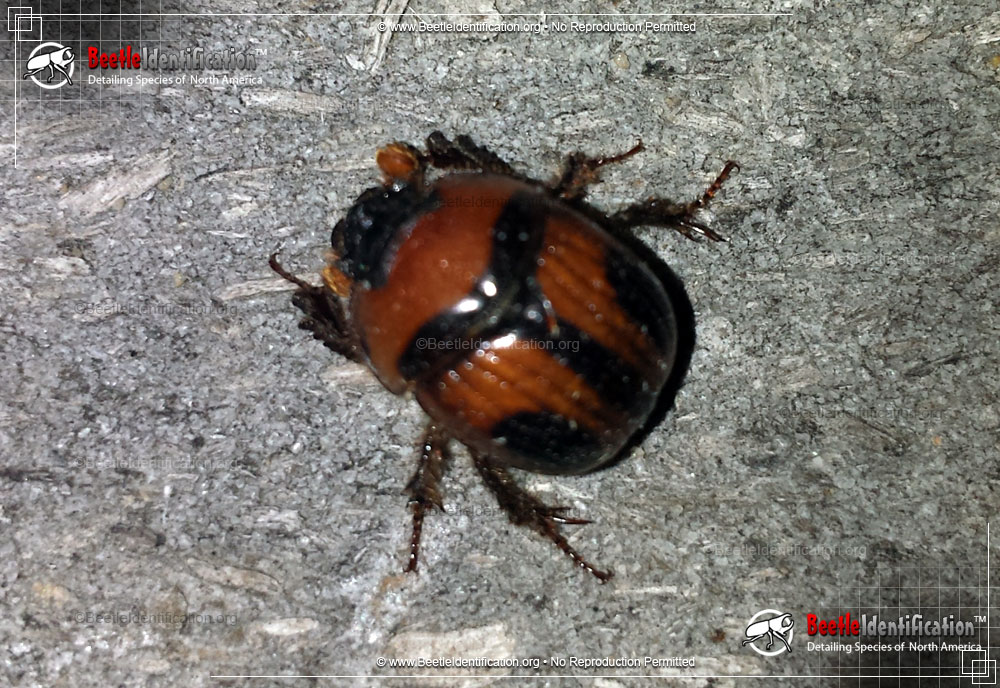 Full-sized image #2 of the Earth-Boring Scarab Beetle