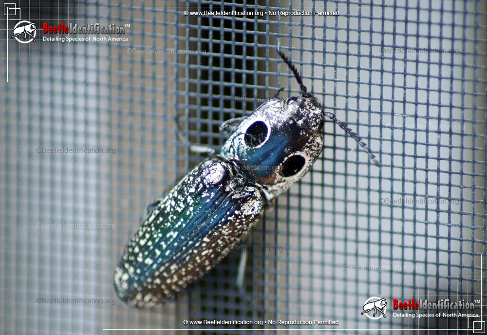 Full-sized image #1 of the Eastern Eyed Click Beetle