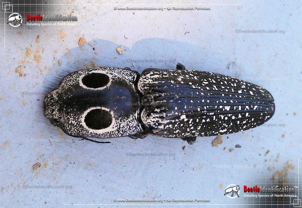 Full-sized image #2 of the Eastern Eyed Click Beetle