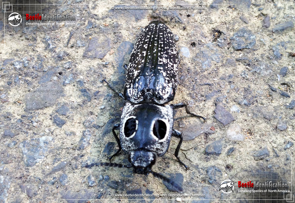 Full-sized image #3 of the Eastern Eyed Click Beetle