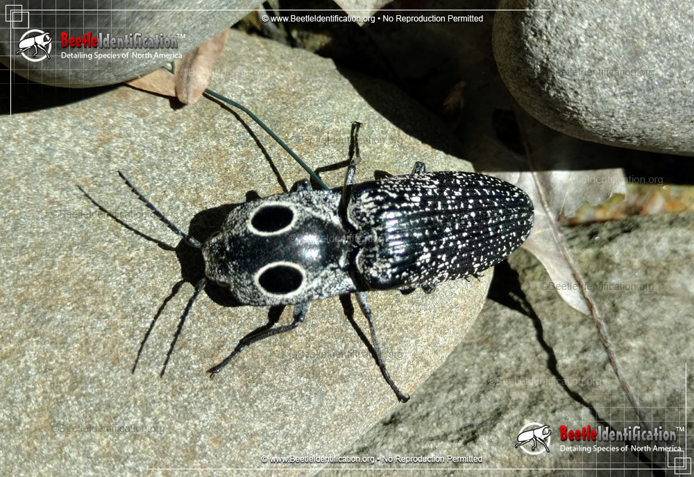 Full-sized image #5 of the Eastern Eyed Click Beetle
