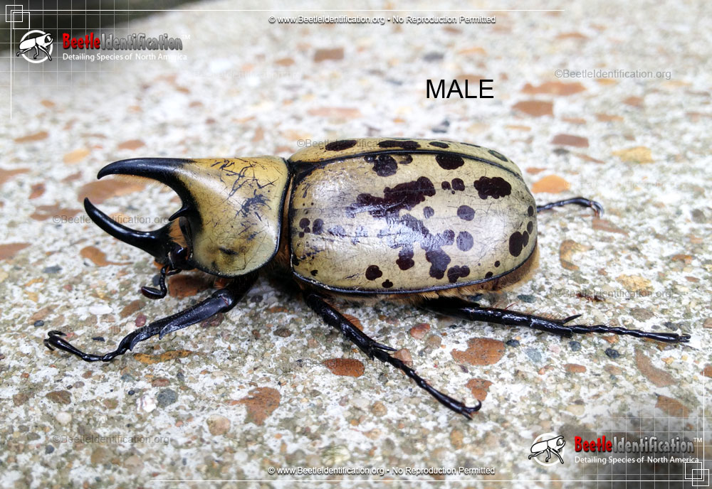 Full-sized image #1 of the Eastern Hercules Beetle