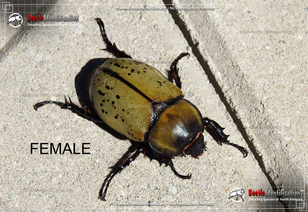 Full-sized image #4 of the Eastern Hercules Beetle