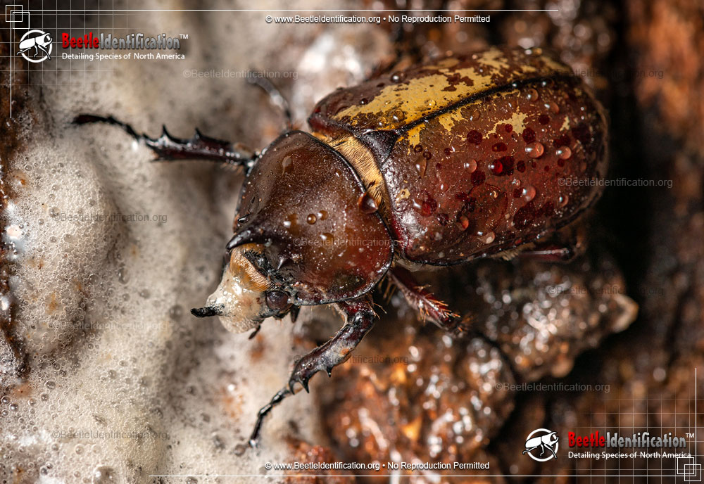 Full-sized image #5 of the Eastern Hercules Beetle