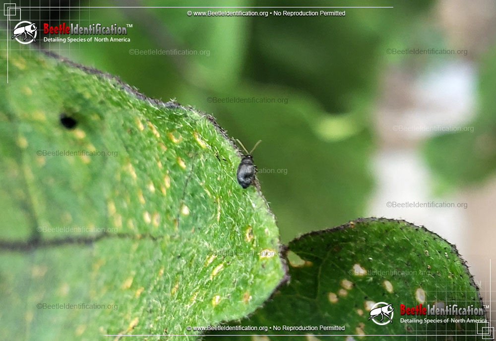 Full-sized image #3 of the Eggplant Flea Beetle