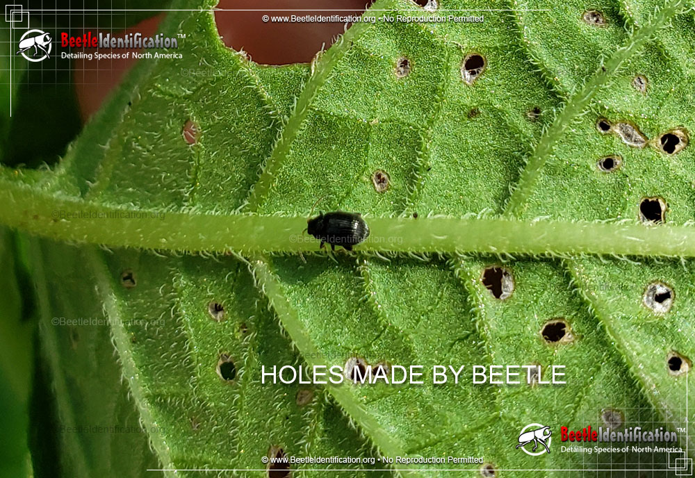 Full-sized image #1 of the Eggplant Flea Beetle