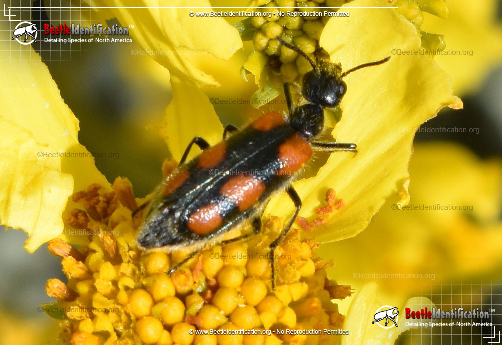 Full-sized image #1 of the Elegant Blister Beetle