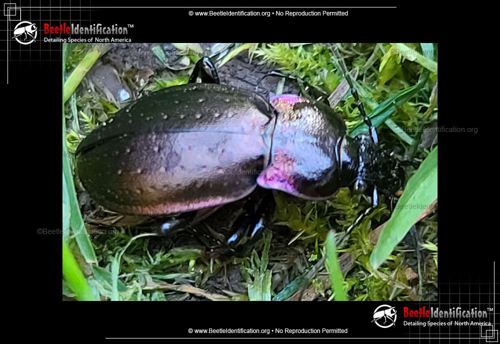 Full-sized image #2 of the European Ground Beetle