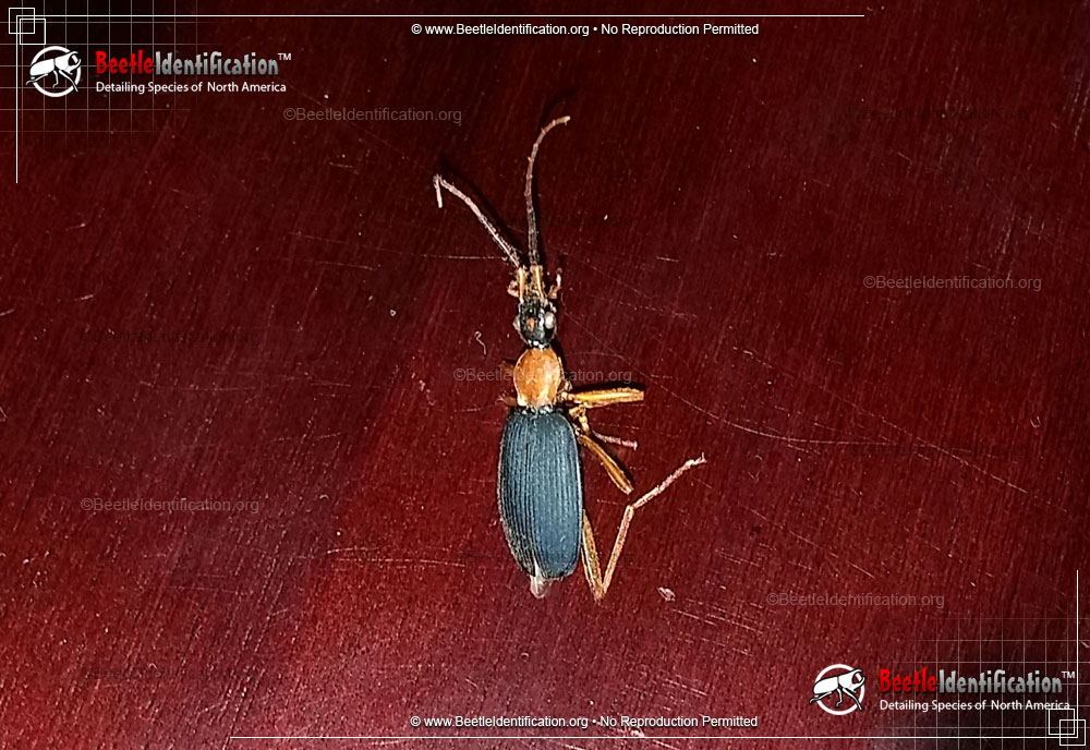 Full-sized image #1 of the False Bombardier Beetle