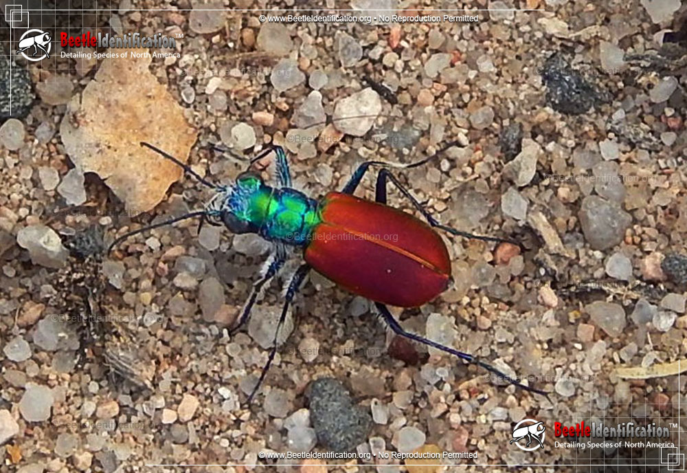 Full-sized image #1 of the Festive Tiger Beetle
