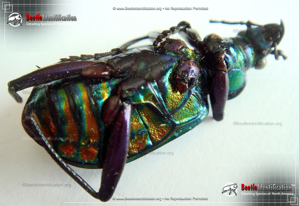 Full-sized image #3 of the Fiery Searcher Caterpillar Hunter
