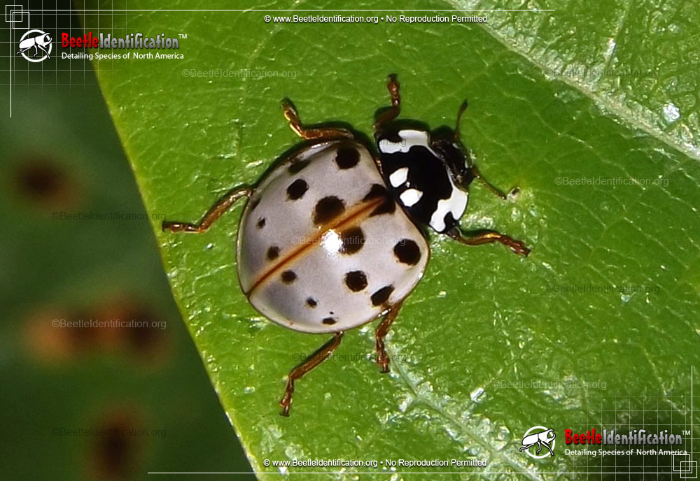 Full-sized image #1 of the Fifteen-spotted Lady Beetle