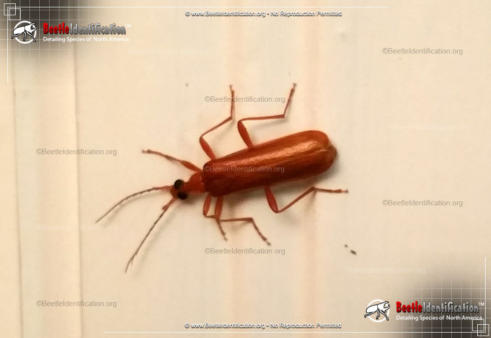 Full-sized image #1 of the Fire-colored Beetle