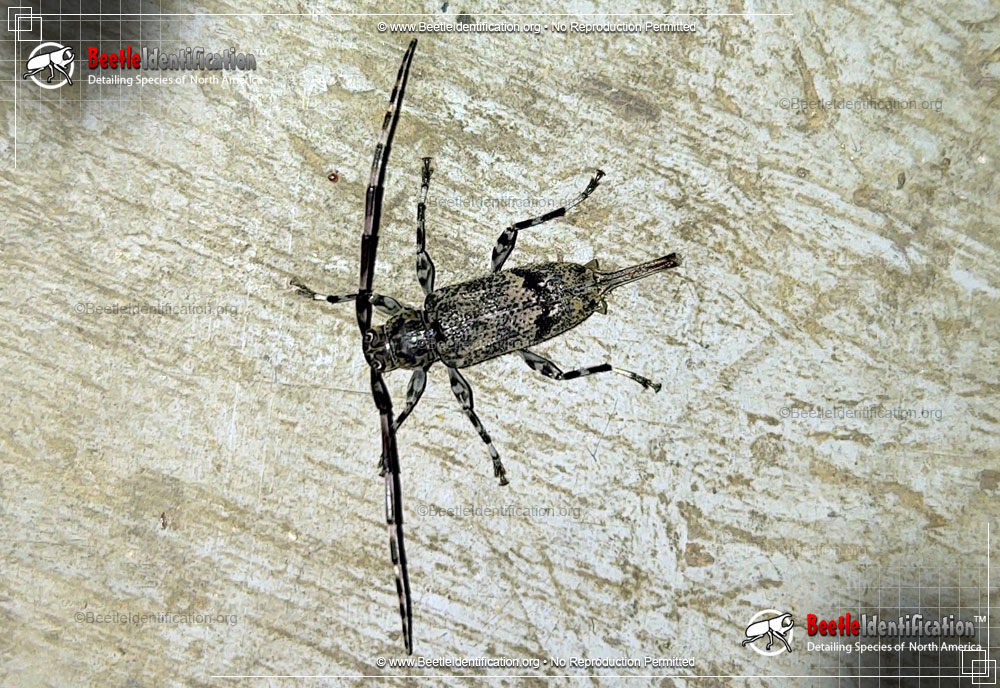 Full-sized image #1 of the Flat-faced Longhorn Beetle