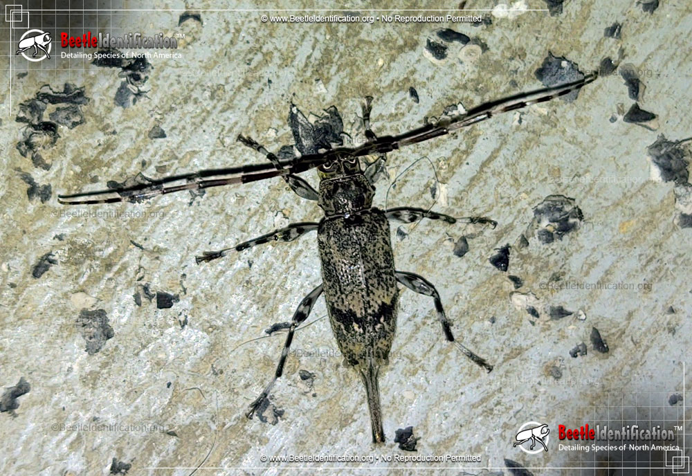 Full-sized image #2 of the Flat-faced Longhorn Beetle