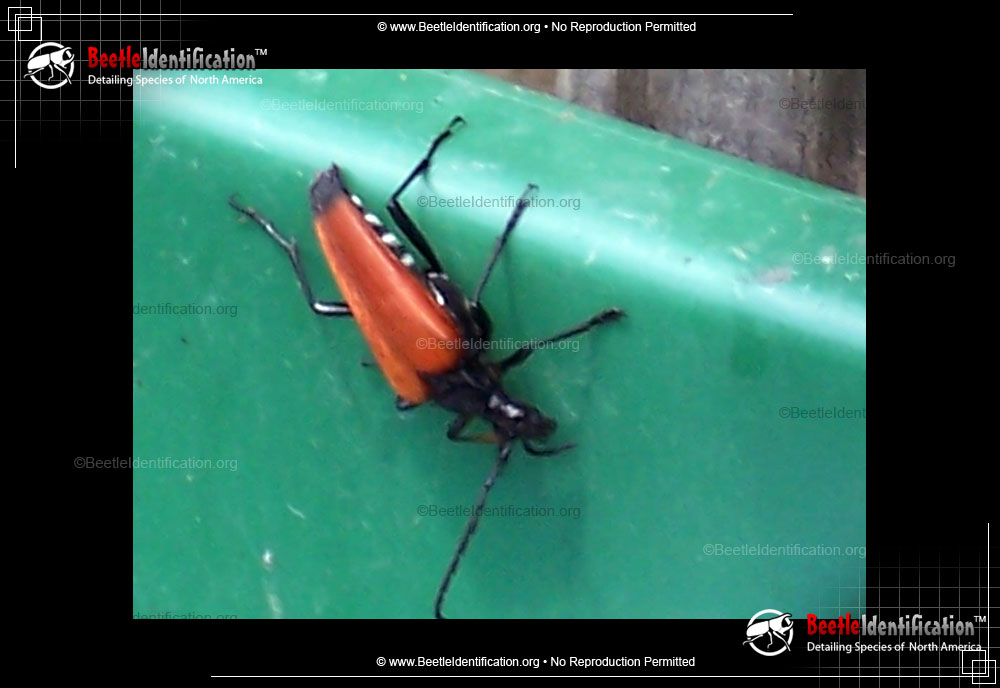 Full-sized image #2 of the Flower Longhorn Beetle - <em>S. emarginata</em>
