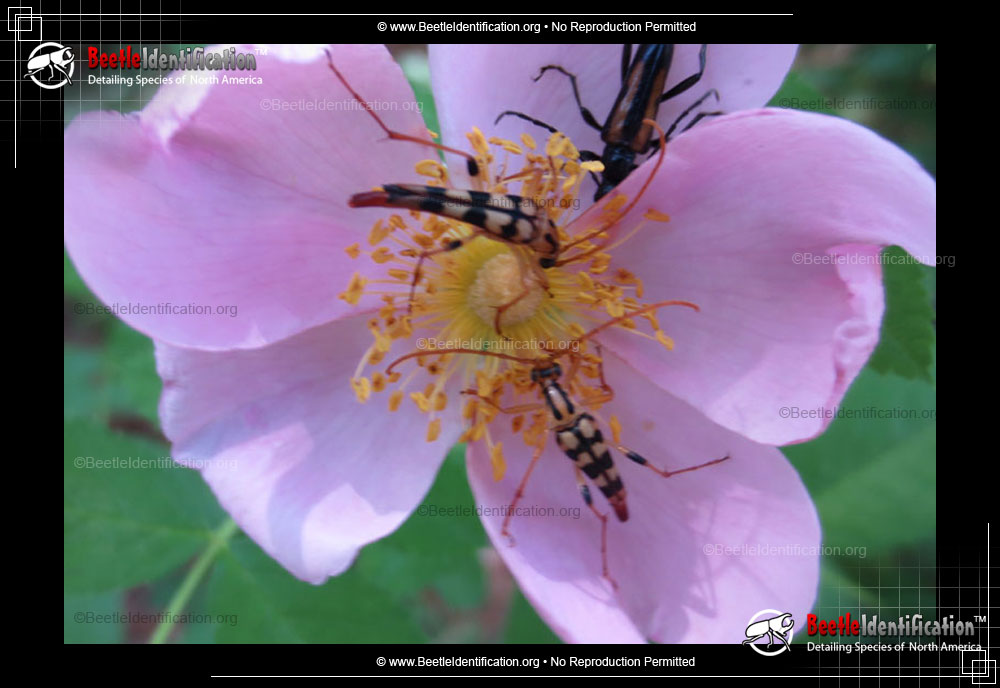 Full-sized image #1 of the Flower Longhorn Beetle - <em>S. luteicornis</em>