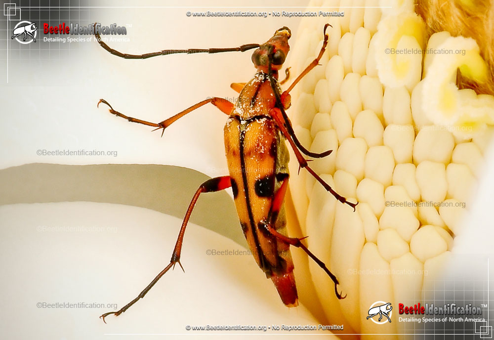 Full-sized image #2 of the Flower Longhorn Beetle - <em>S. famelica</em>