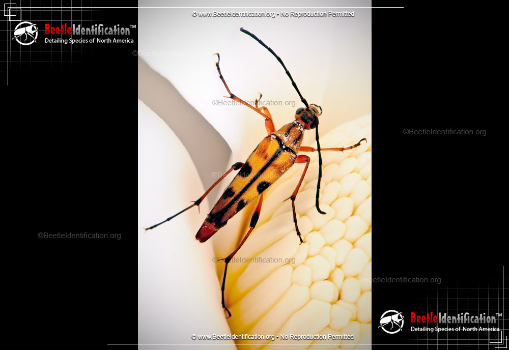Full-sized image #1 of the Flower Longhorn Beetle - <em>S. famelica</em>