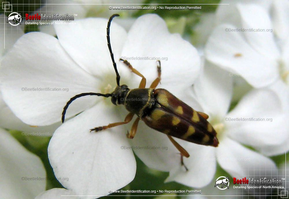 Full-sized image #1 of the Flower Longhorn Beetle - <em>Typocerus spp.</em>