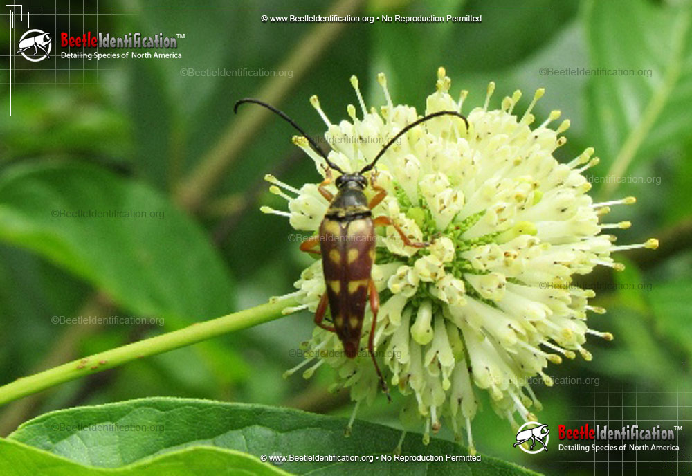 Full-sized image #3 of the Flower Longhorn Beetle - <em>Typocerus spp.</em>